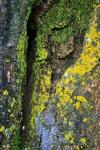Lichen And Green Moss On Tree Trunk