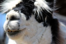 Llama Close-Up