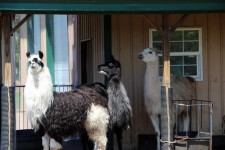 Llamas In The Barnyard