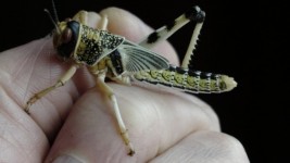 Locust Insect
