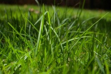Long Green Grass