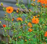 Long Stemmed Yellow Cosmos