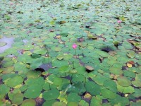 Lotus Leaves On The Pond