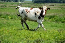 Mad Cow 2