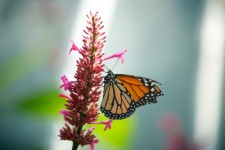 Monarch Butterfly Pink Flower
