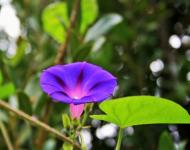 Morning Glory And Green Leaf