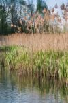 On The Banks Of Reeds