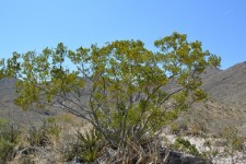 Nature Desert Branches