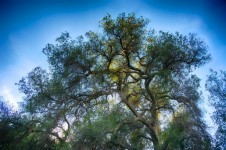 Oak Tree Under Blue Sky