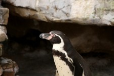 Penguin In Cave