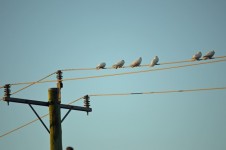 Pigeon Morning Conference
