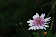 Pink & White Crab Spider On Daisy
