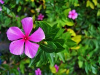 Pink Periwinkle Plants And Flower