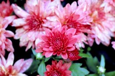Pink Red Chrysanthemums