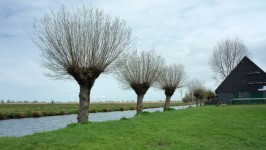 Pollard Willows In Dutch Landscape