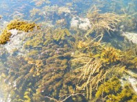 Pool Of Seaweed