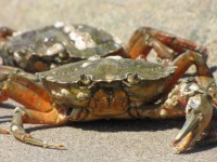 Portrait Of A Crab