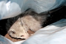 Possum In A Bag 2