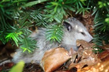 Possum In A Bush