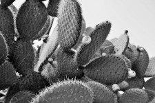 Prickly Pear, Black And White