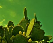 Prickly Pear Bush Tinted With Green