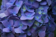 Purple-blue Hydrangea
