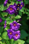 Purple Flowers On Potato Bush