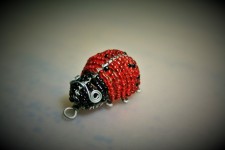 Red Bead Ladybird