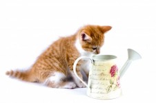 Red Kitten And Watering Can