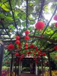 Red Lantern On The Green Trees