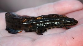 Salamander In Hand