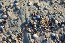 Sea Shells 2
