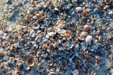 Sea Shells 3