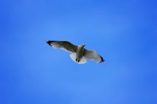 Seagull In Blue Sky