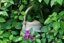 Secluded Watering Can