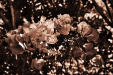 Sepia Tinted Flowers