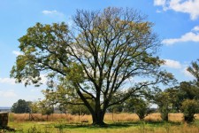 Seringa Tree
