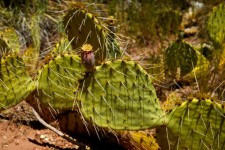 Sharp Spikes Of Desert Cactus