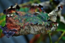 Shriveled Vine Leaf