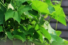 Shu-shu Squash Leaves