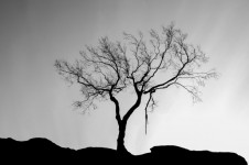 Silhouette Tree