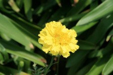 Single Light Yellow Marigold