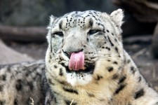 Snow Leopard Licking
