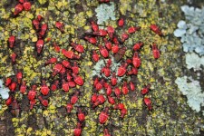 Soapberry Bugs Aggregated On Tree