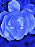 Soft Blue Tinted Rose