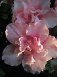 Soft Pink Camellia