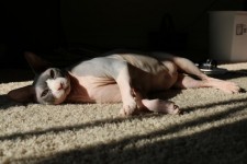 Sphynx In The Sun, Carpet