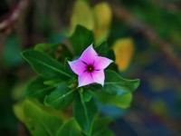 Star Shaped Pink Periwinkle