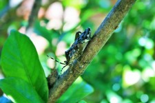 Stink Bug On Branch