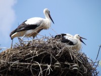 Storks In Nest